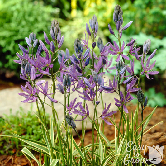 Purple and blue Camssia Flowers blooming in Garden bed