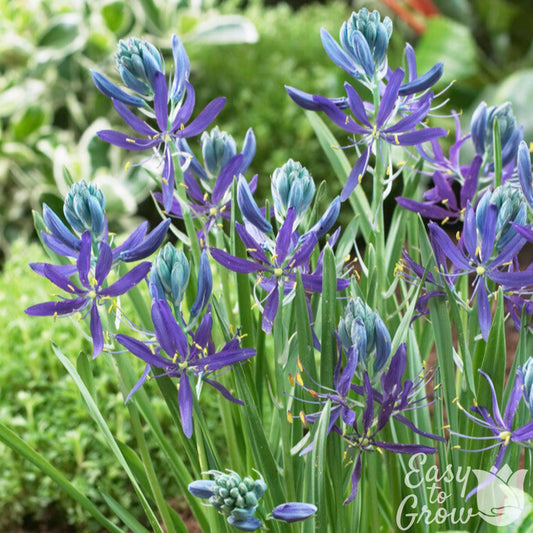 Purple and blue Camassia Quamash Flowers