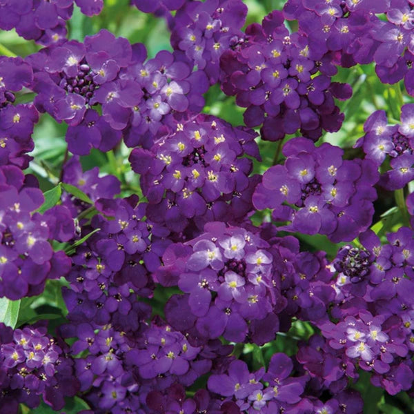 CandytuftPurpleRain_Fothergill