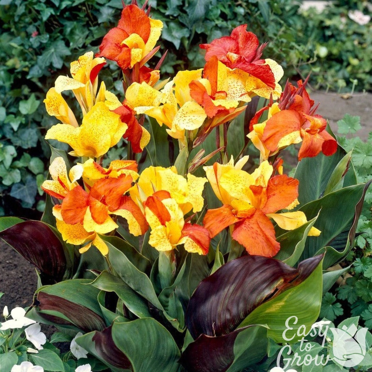 Canna Cleopatra - orange yellow multicolor blooms atop purple and green variegated foliage.