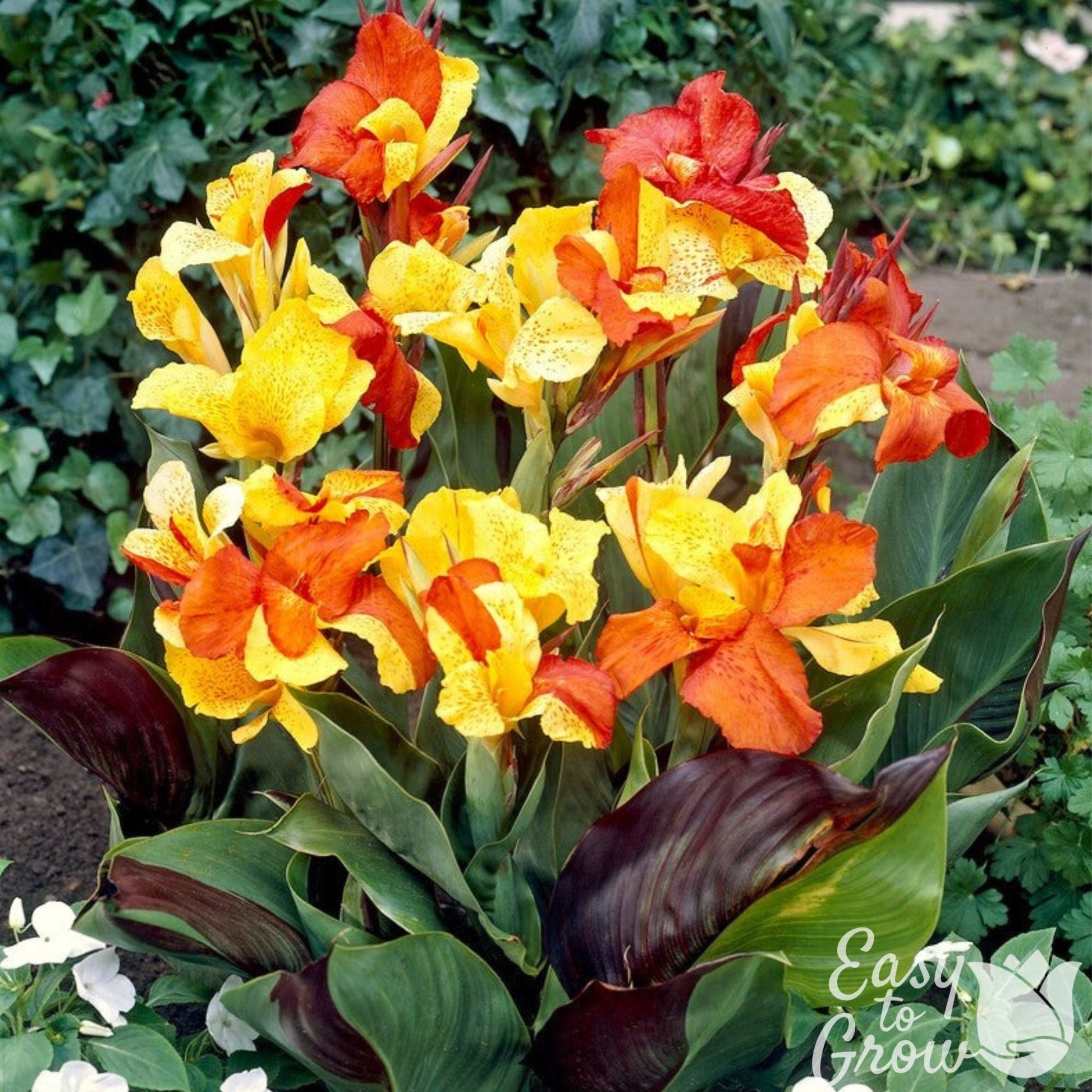Canna Cleopatra - orange yellow multicolor blooms atop purple and green variegated foliage.