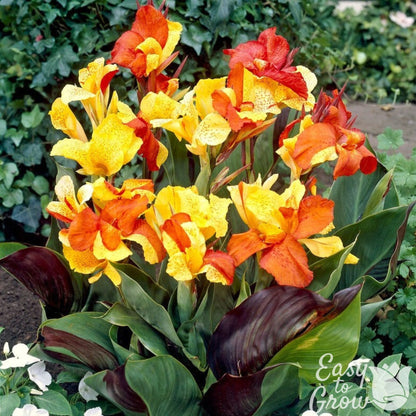 Canna Cleopatra - orange yellow multicolor blooms atop purple and green variegated foliage.