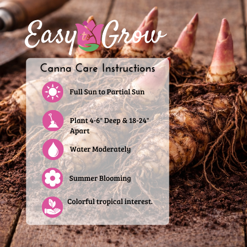 Canna - Tropical Sunset Mix