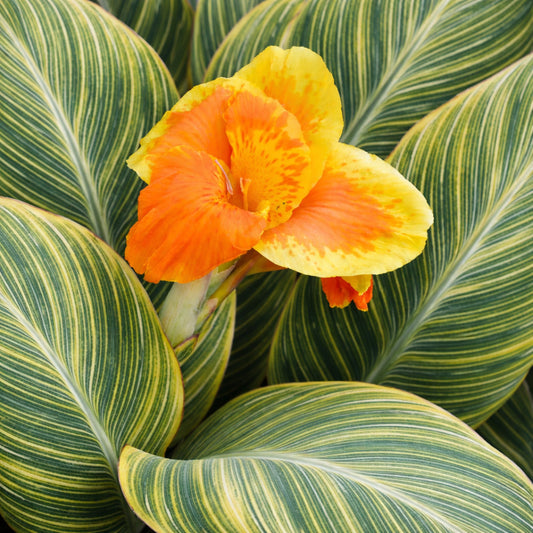 Canna Pretoria orange-yellow blooms atop variegated foliage