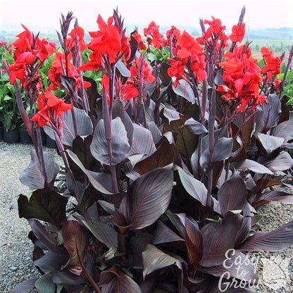 A group of Canna Tropicanna Black plants growing on the farm