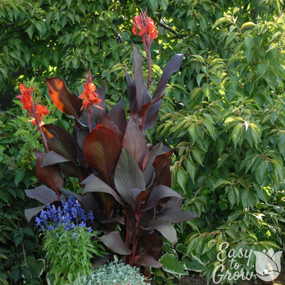 Canna Tropicanna Black blooming in garden
