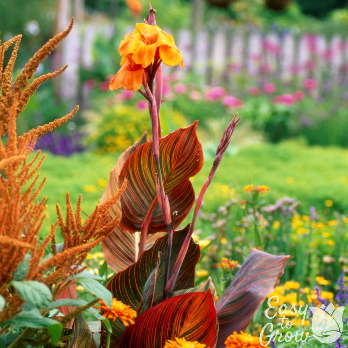 Canna Tropicanna blooming in garden