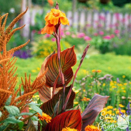 Canna Tropicanna blooming in garden