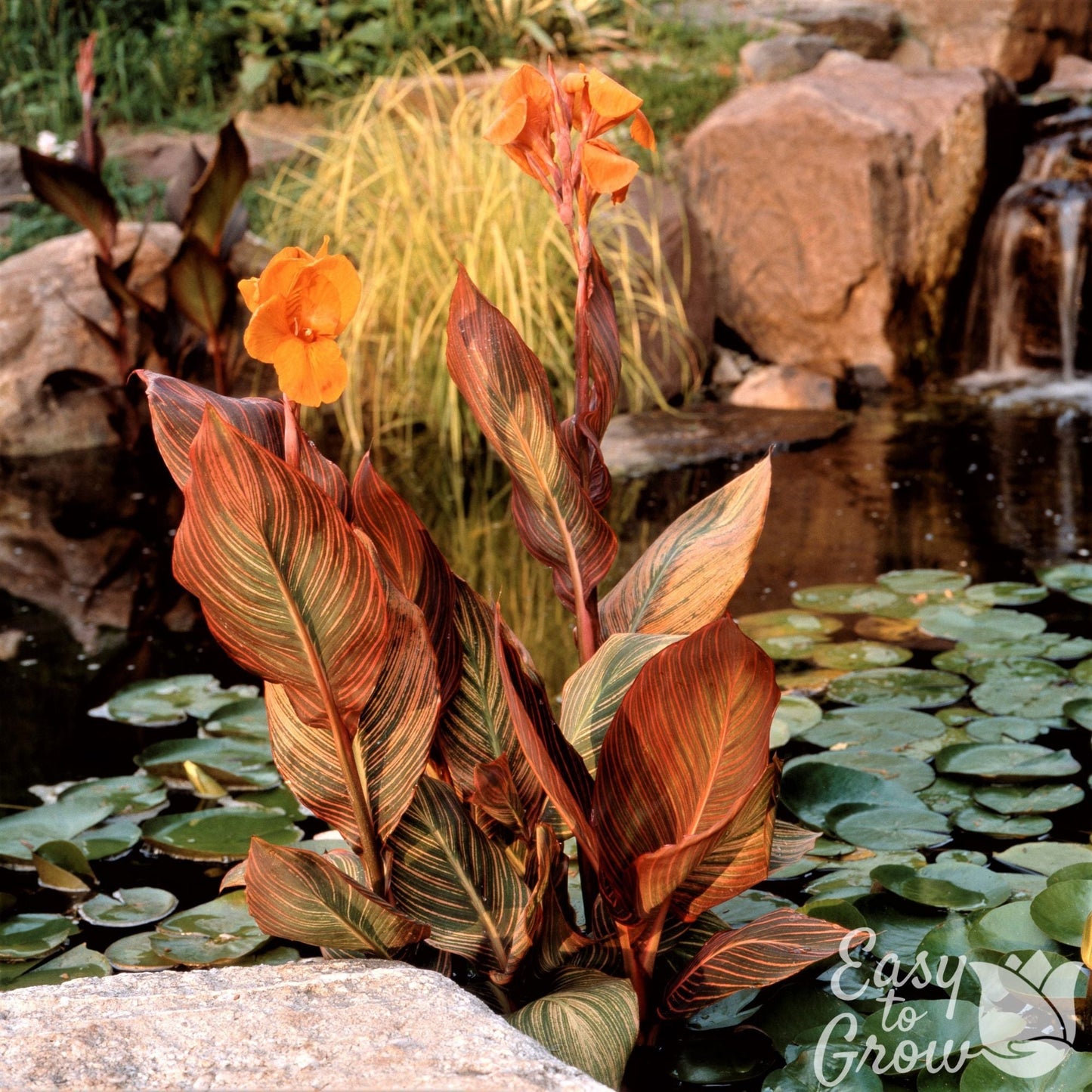 Canna Tropicanna growing by a pond