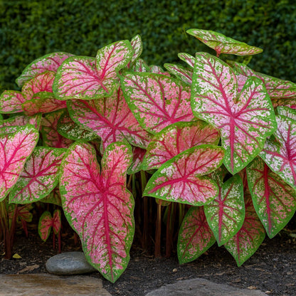 Celebration Caladium features thick crimson red veining and white or pink markings with a green margin