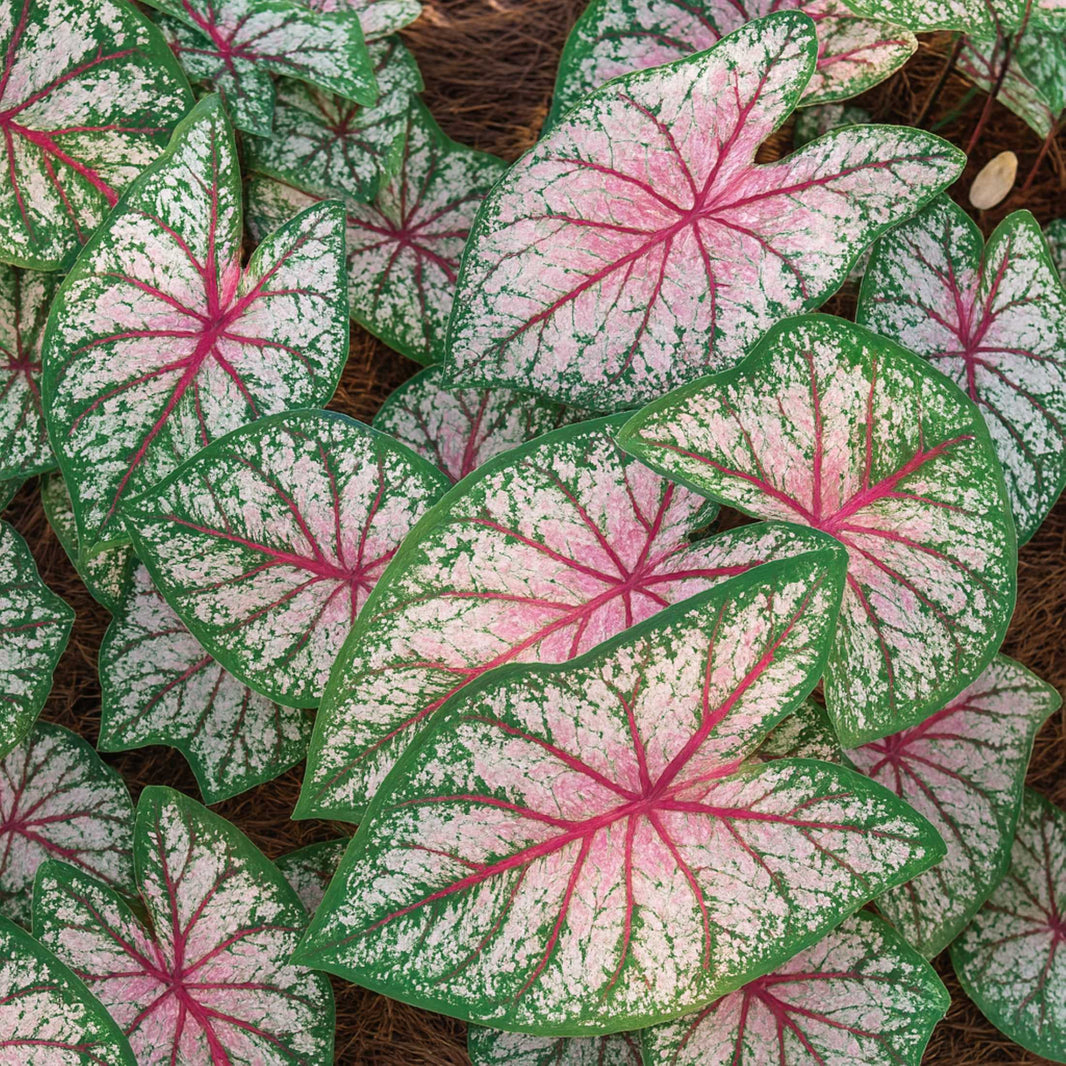 Calendium Caladiums – Easy To Grow Bulbs