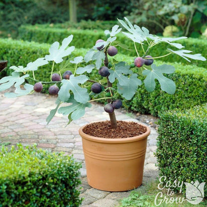 Chicago hardy fig in container.