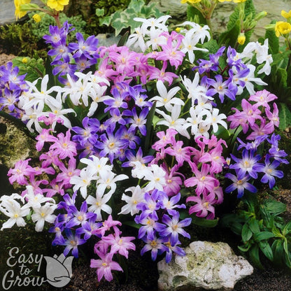 mix of white, pink and violet chionodoxa blooms in garden