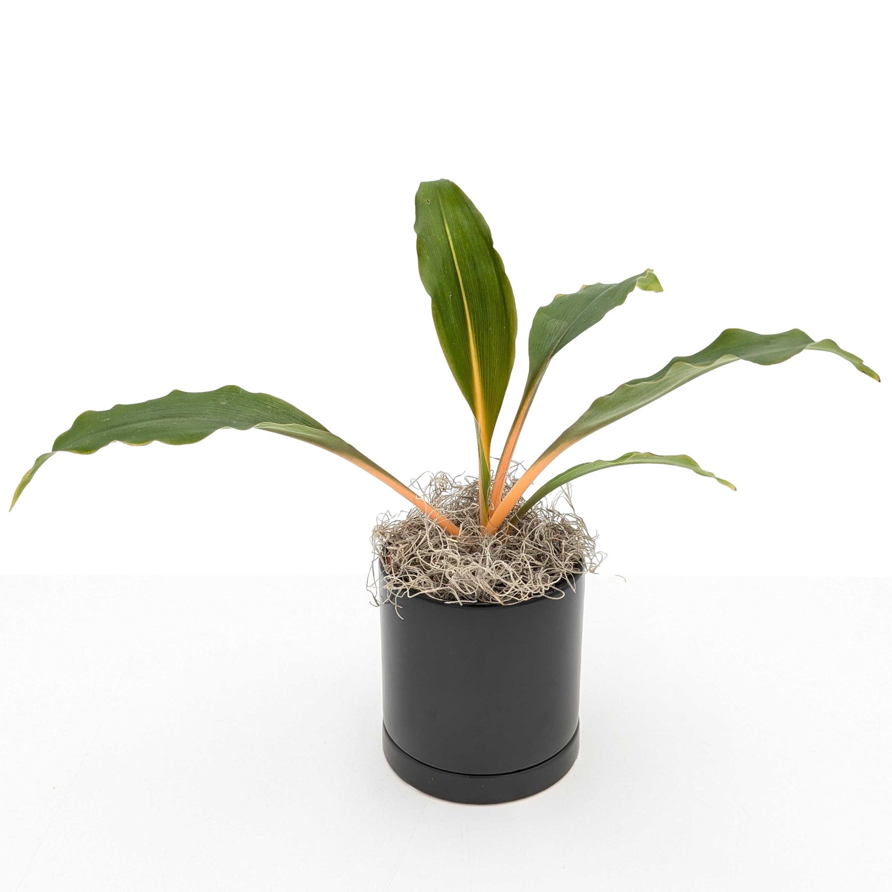 fire spider plant Spider Plant Chlorophytum Fire Orange Glow Houseplant