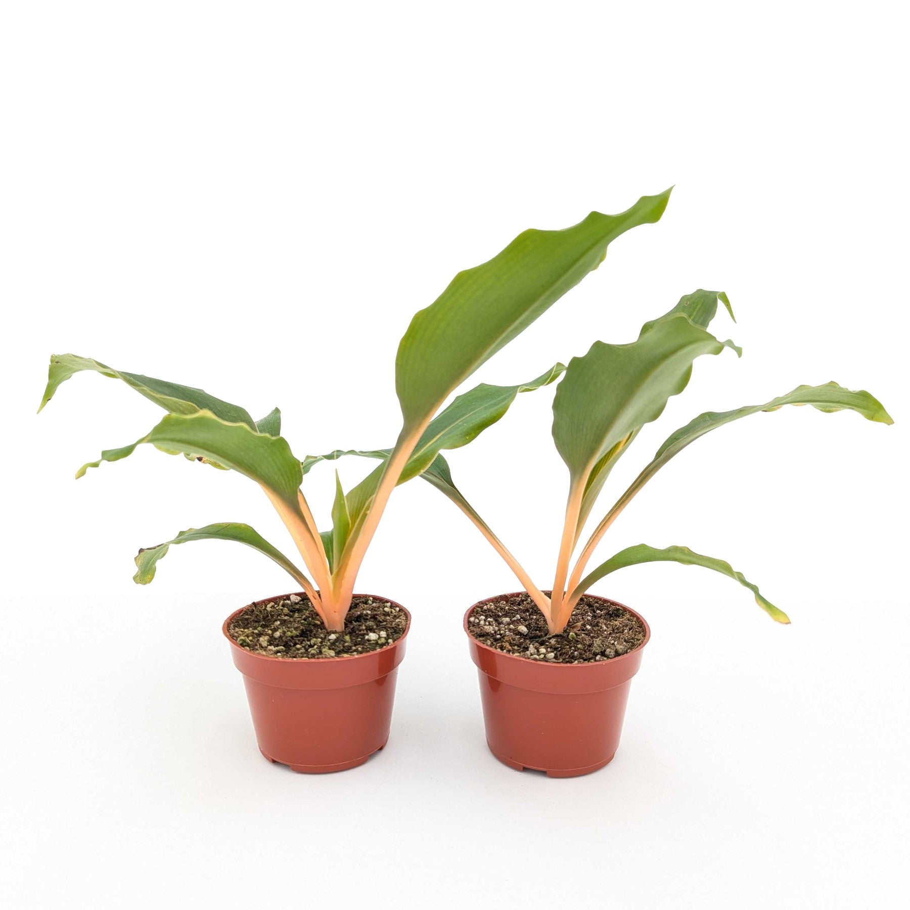 chlorophytum orange glow Spider Plant Chlorophytum Fire Orange Glow Houseplant