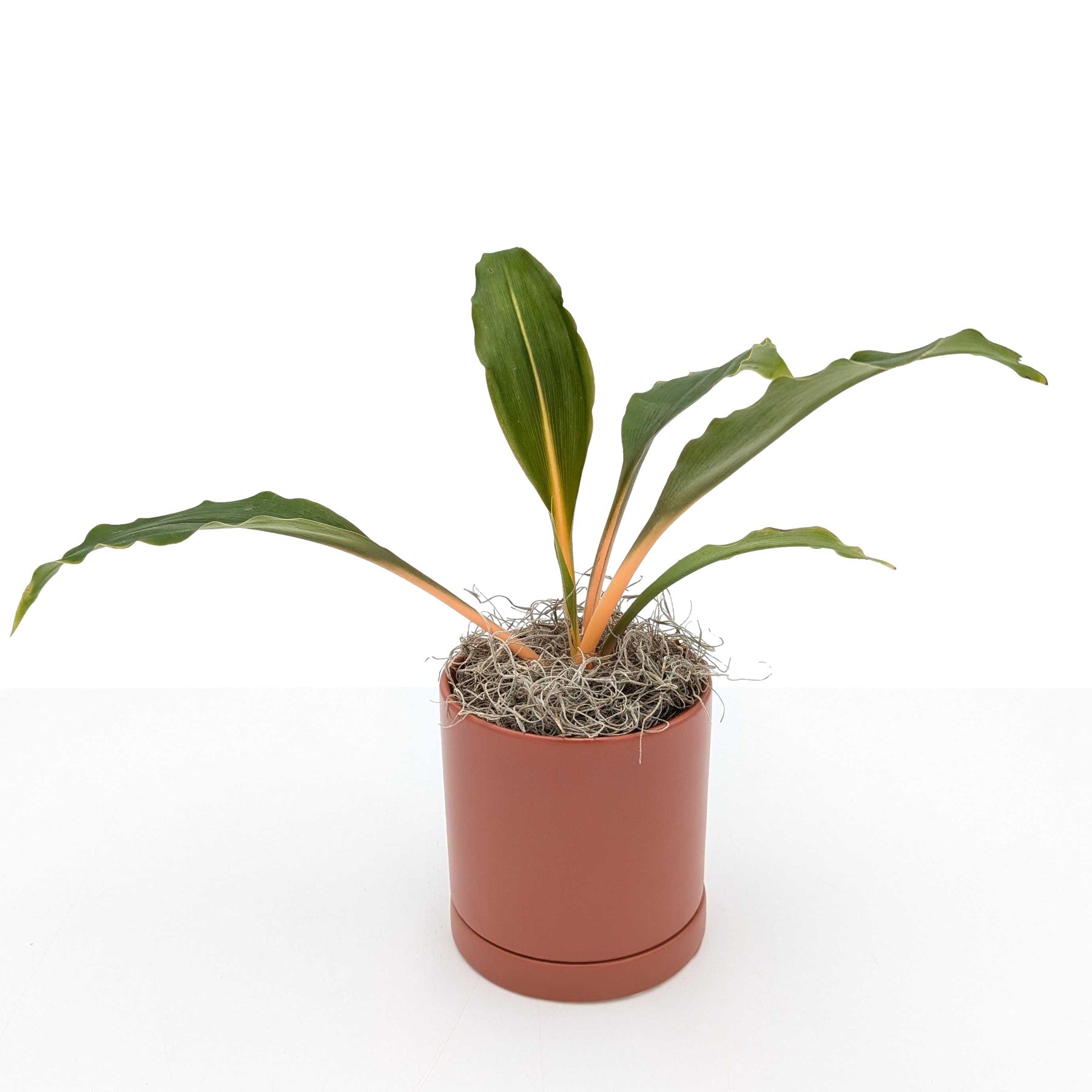 green orange spider plant Spider Plant Chlorophytum Fire Orange Glow Houseplant