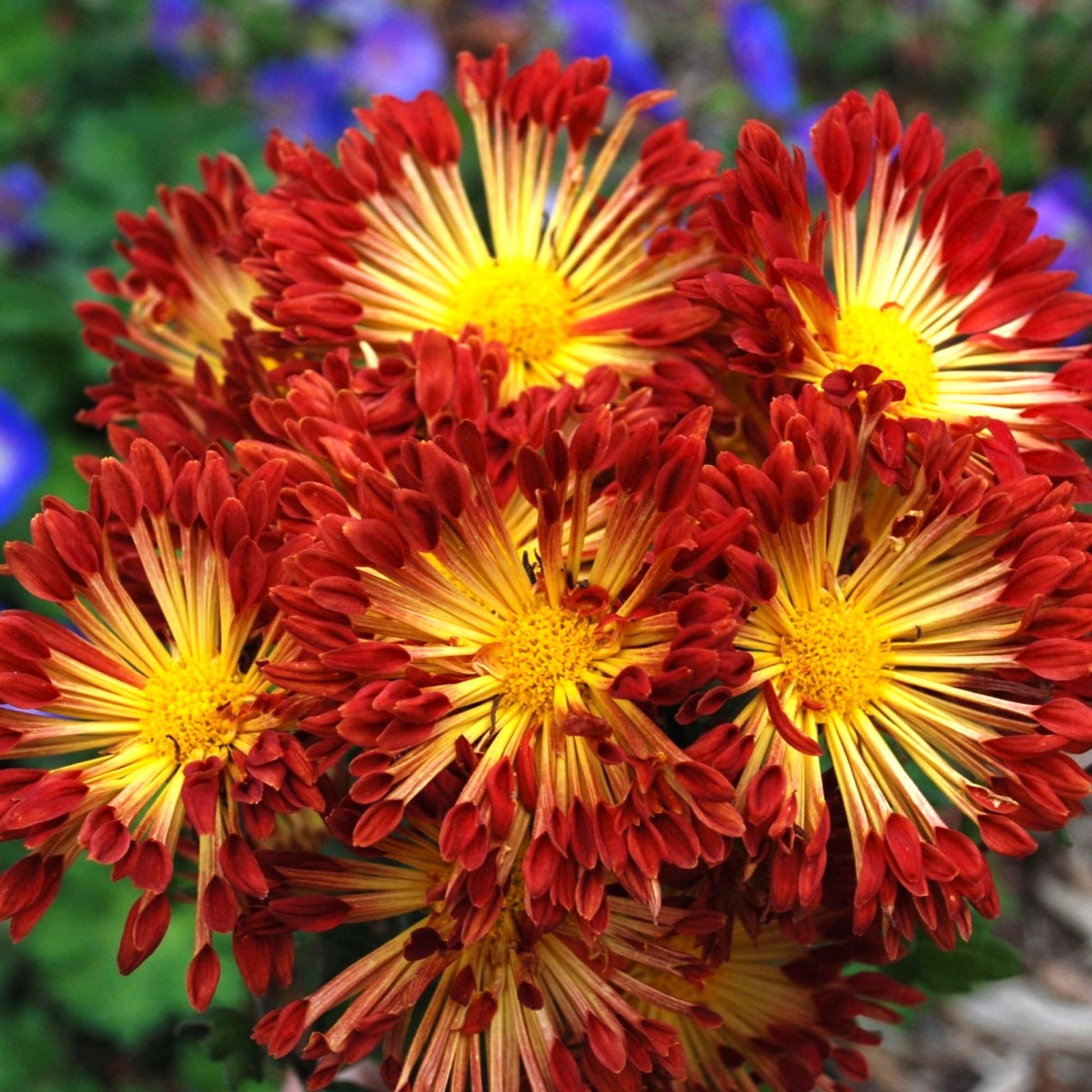indoor chrysanthemum plants for sale Chrysanthemum