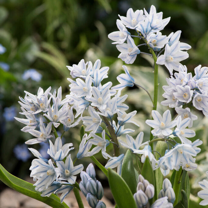 Striped Squill Puschkinia Bulbs