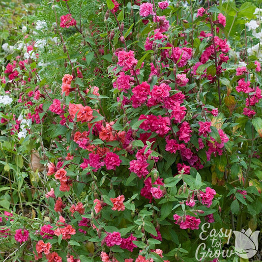 Clarkia wildflowers in bloom