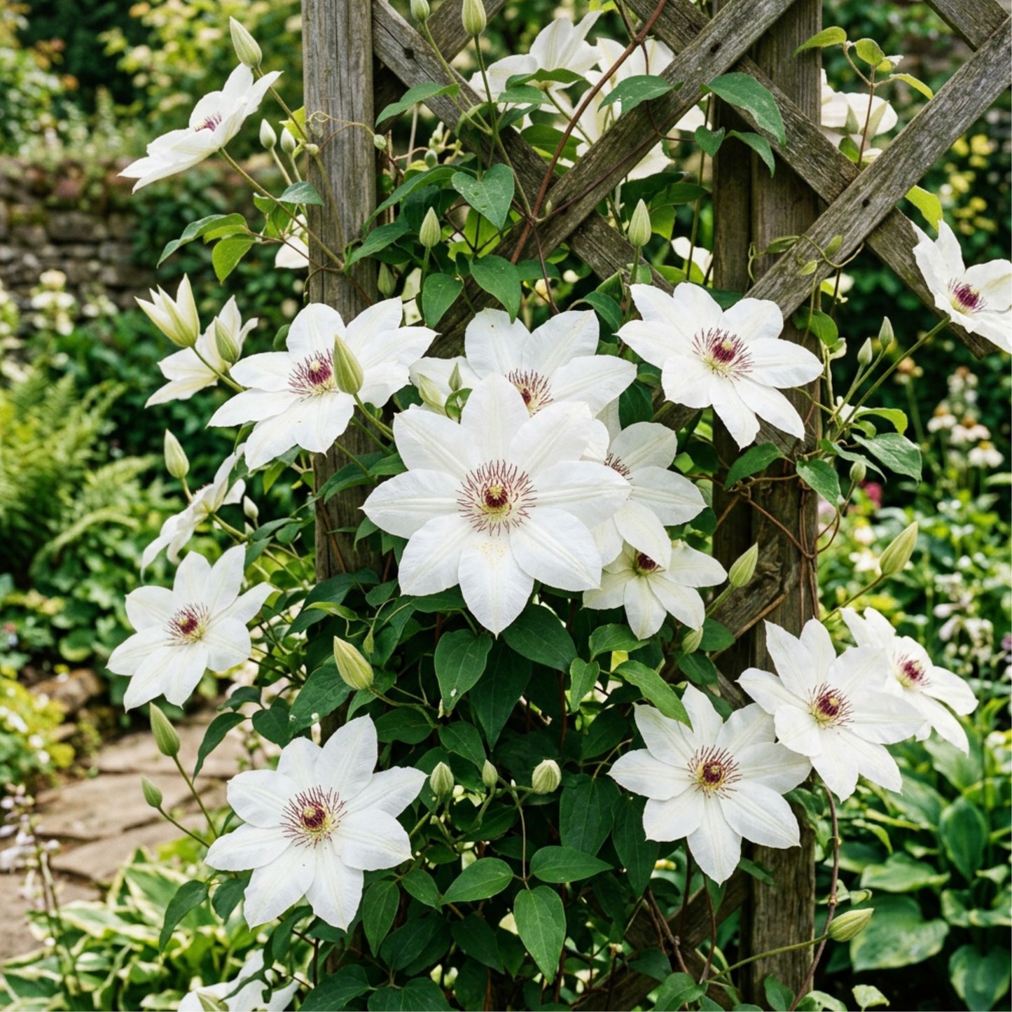 Clematis - Henryi
