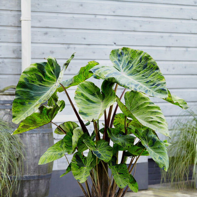 Colocasia Mojito - eye-catching green splotched leaves