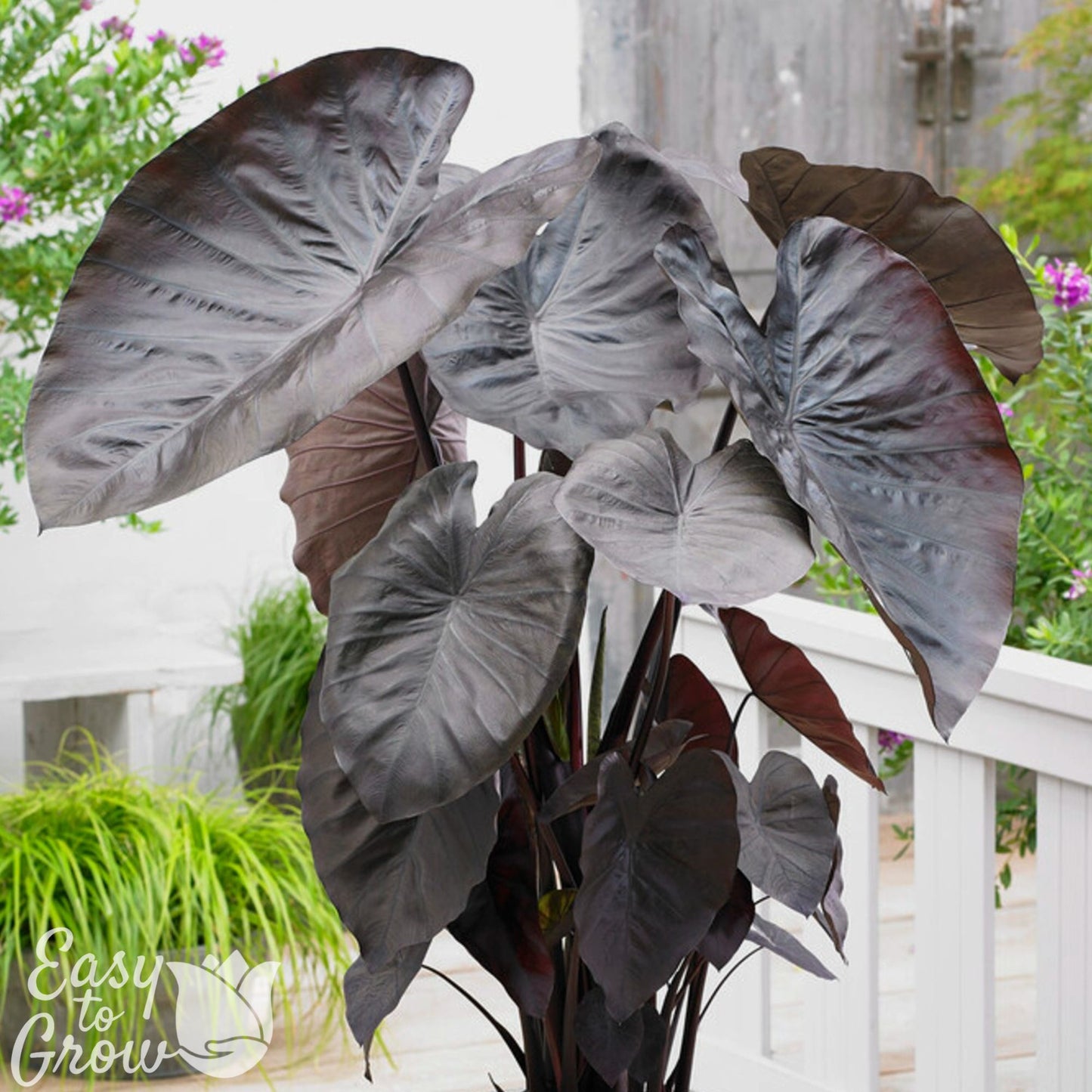 Diamond Head - dark chocolate brown leaves and stems