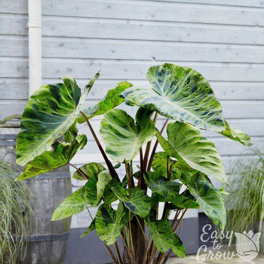 Colocasia Mojito - eye-catching green splotched leaves