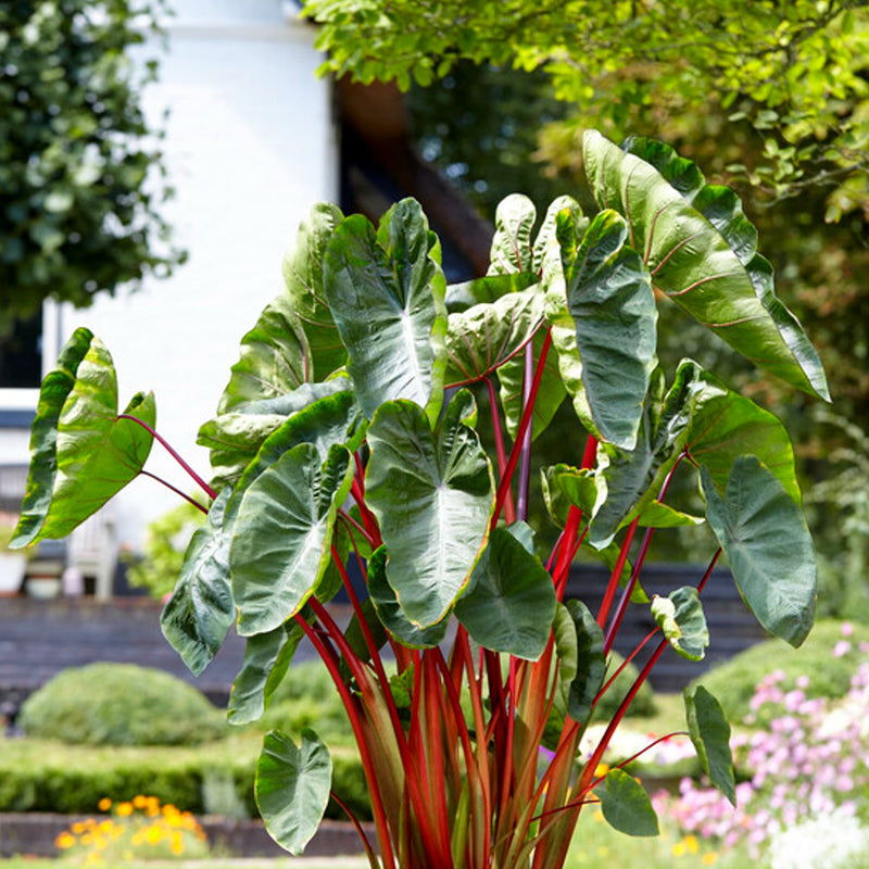 Colocasia Royal Hawaiian - green curved leaves with bright red stems