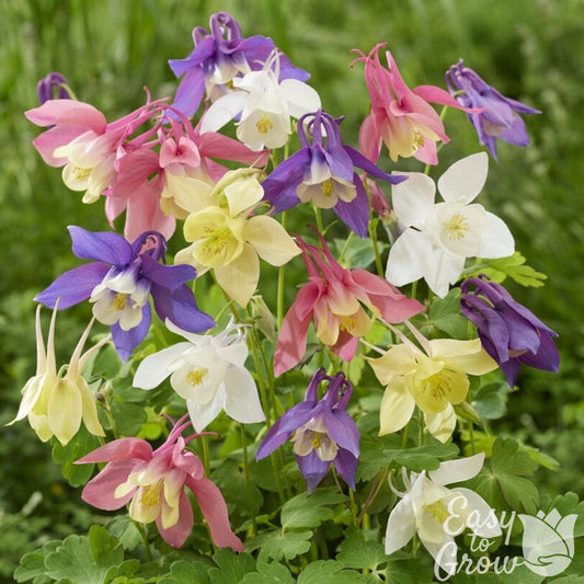 Colorful flowers of Columbine Aguilegia Caerulea Mix