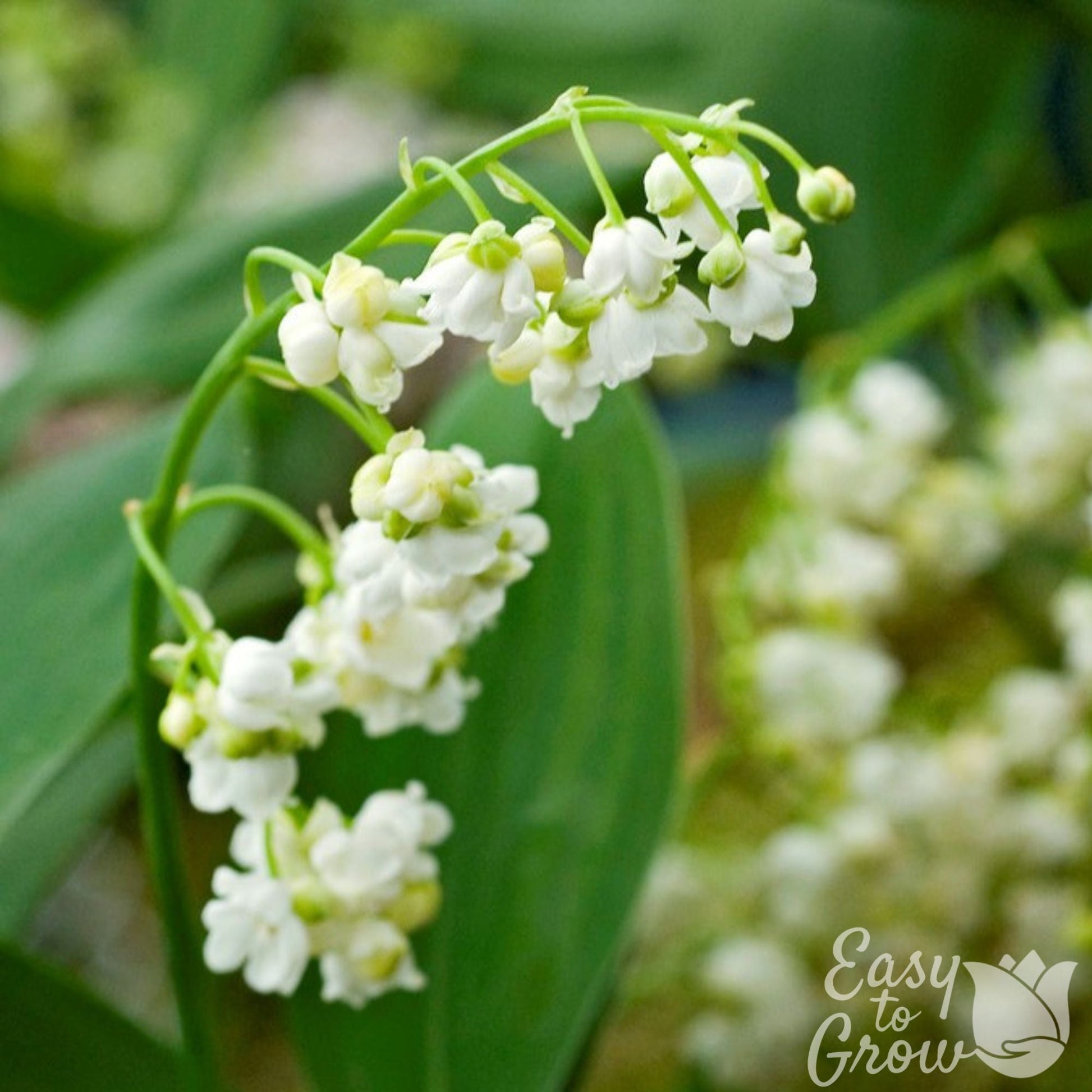 lily of the valley potted plant buy Lily of the Valley Prolificans