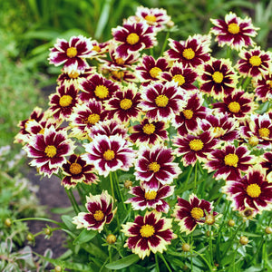 maroon, white and yellow flowers of coreopsis solar fancy