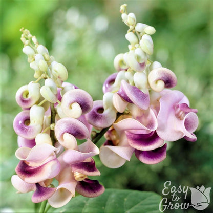 "Snail Shaped" Corkscrew vine purple and white flowers