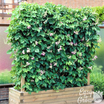 Corkscrew vine plant growing on a trellis.