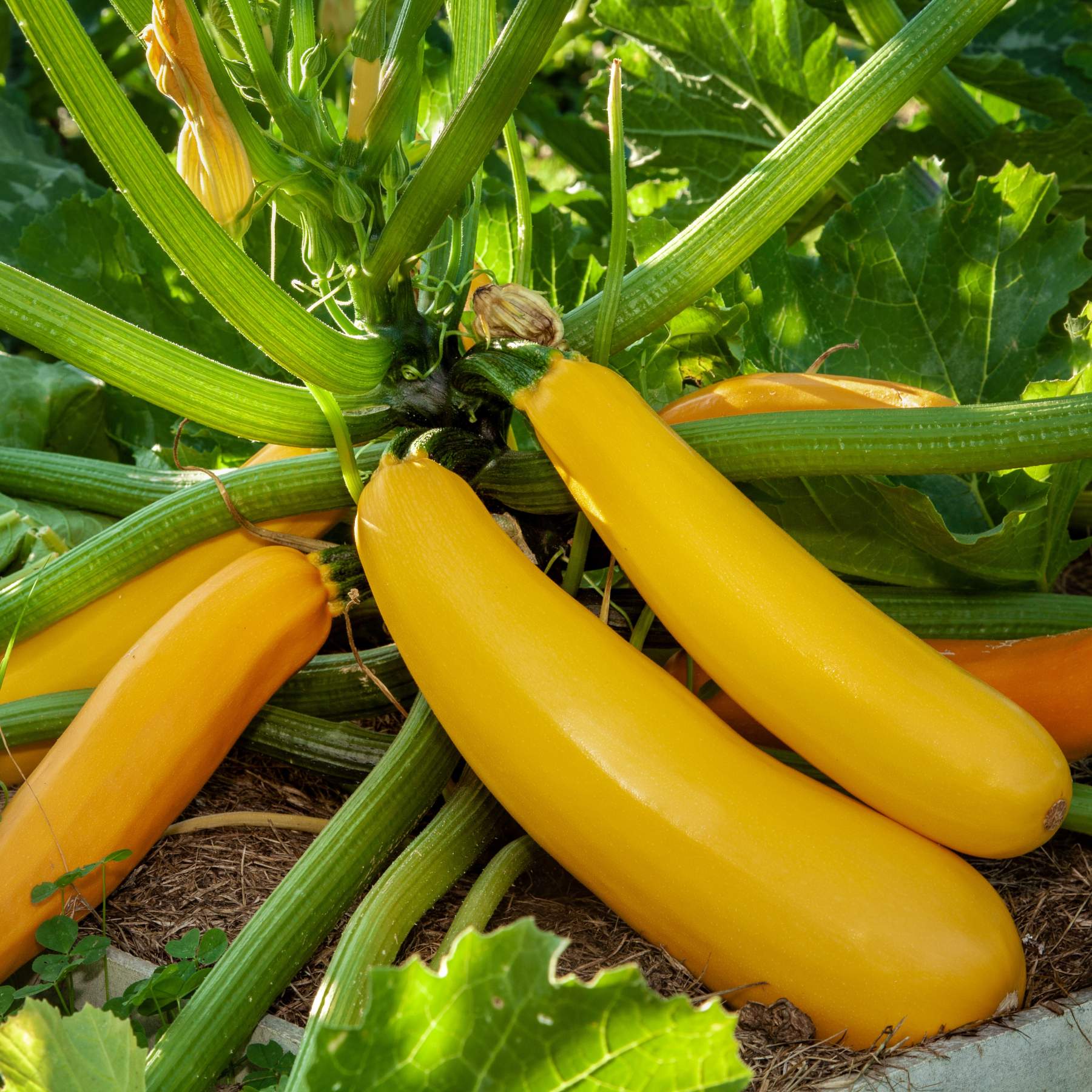 courgette seed planting Courgette (Zucchini) Yellow Seed