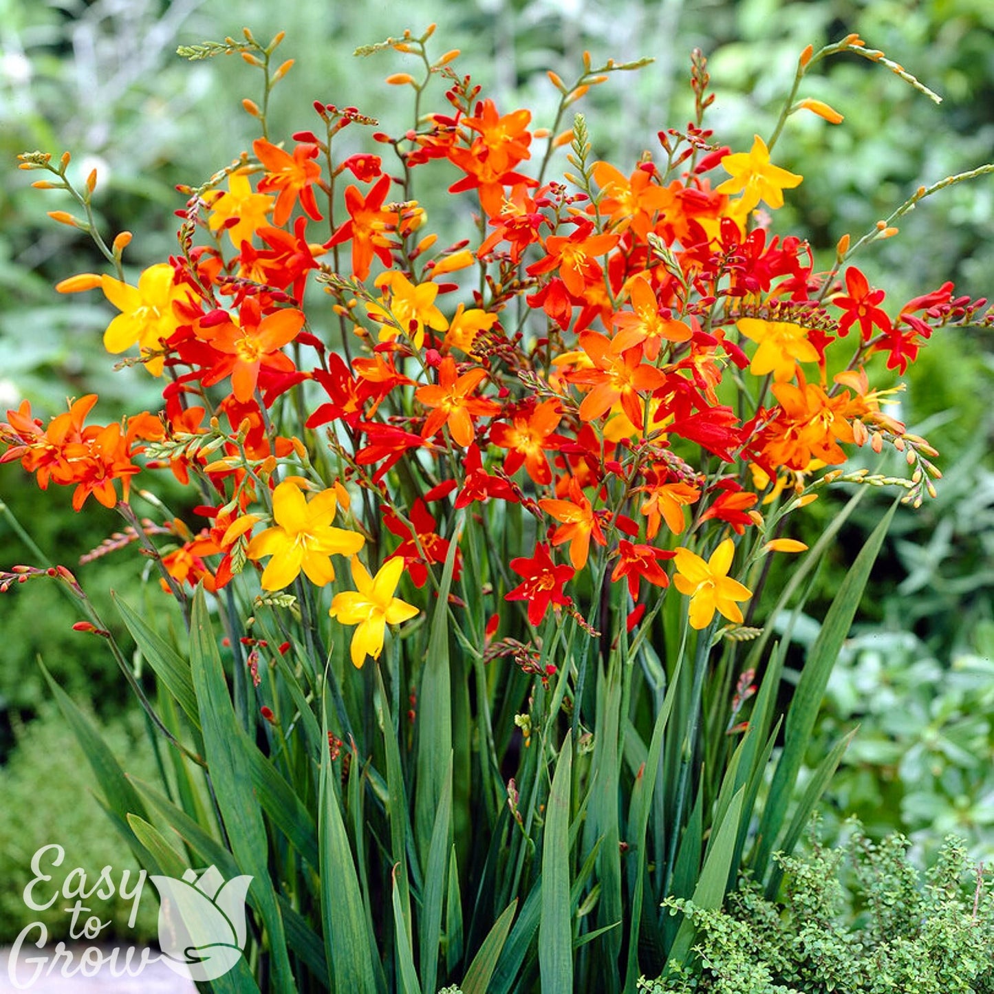 Red, Orange and Yellow Crocosmia blooms.