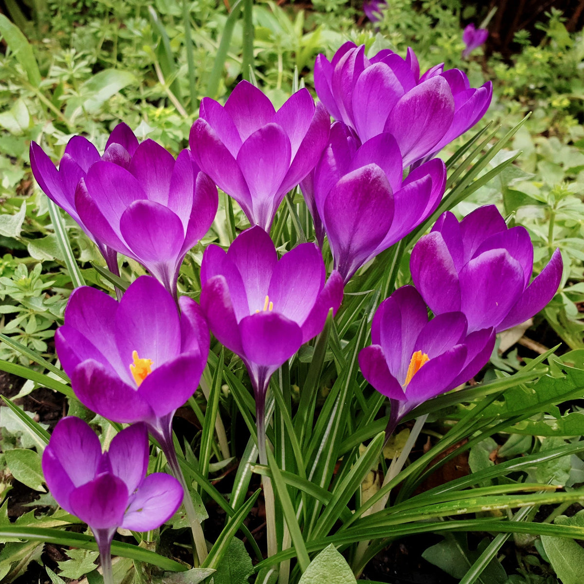 Crocus Ruby Crocus Tommasinianus Bulbs For Sale Online | Ruby Giant – Easy To Grow ...