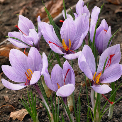 Saffron Crocus Bulbs - Crocus Sativus