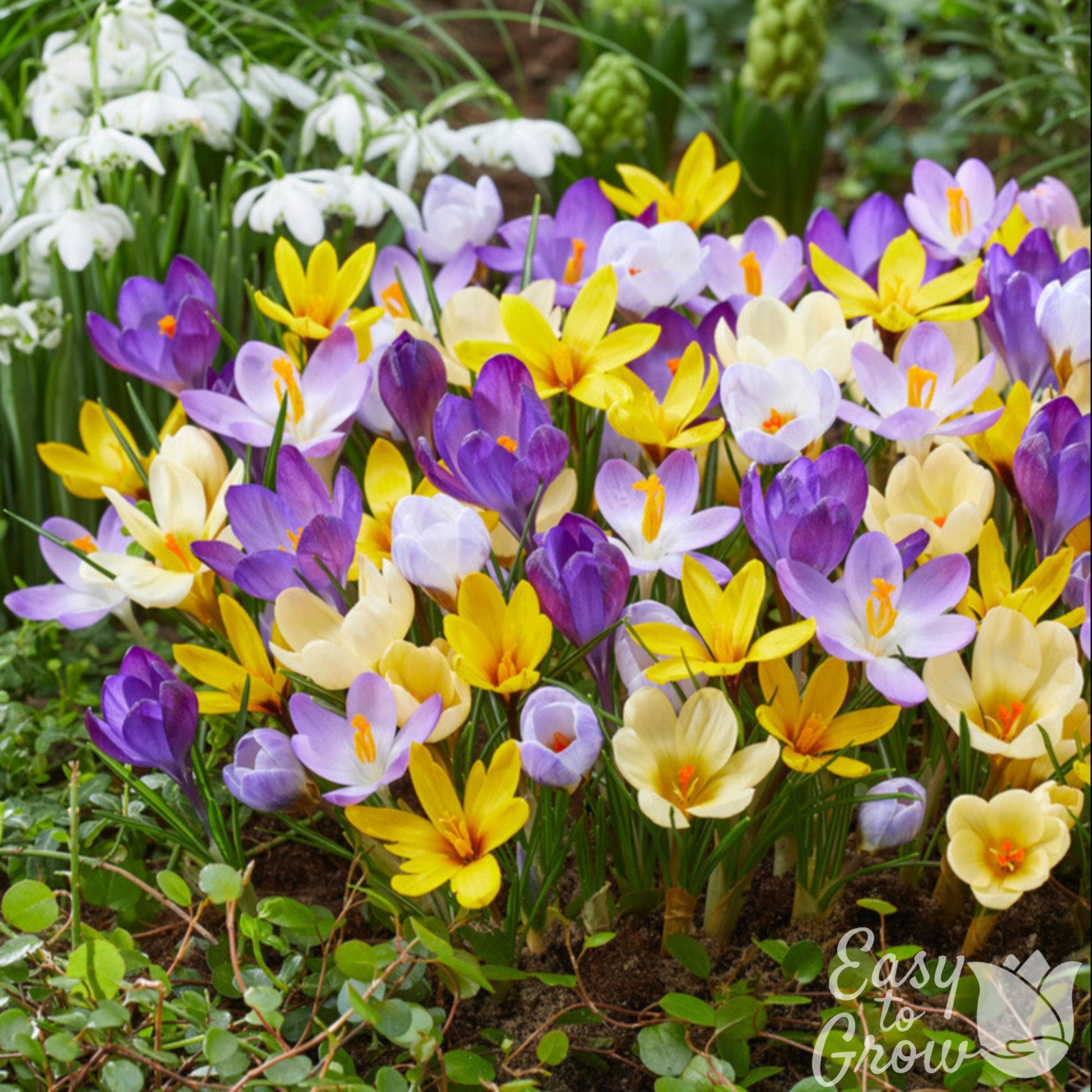 Crocus Chrysanthus Mixed Bulbs
