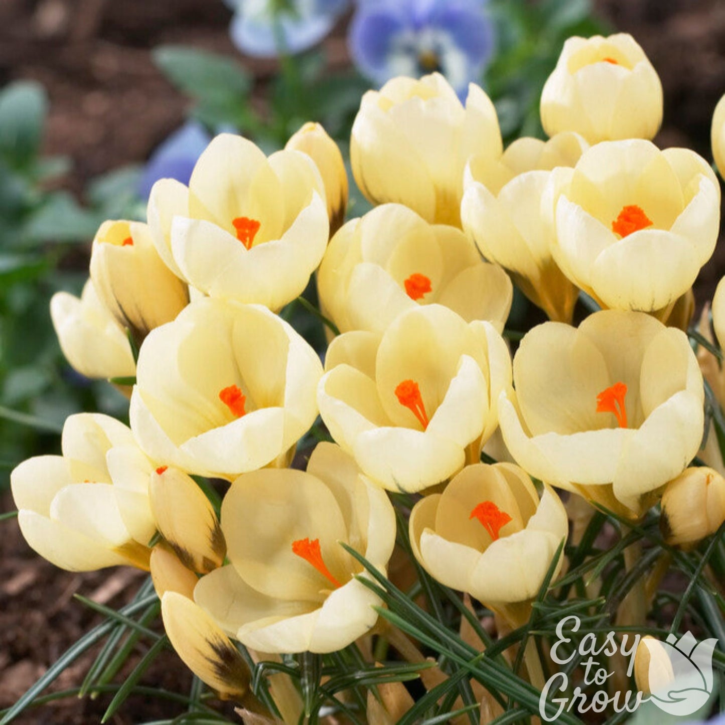 Crocus Flower Bulbs Cream Beauty in bloom