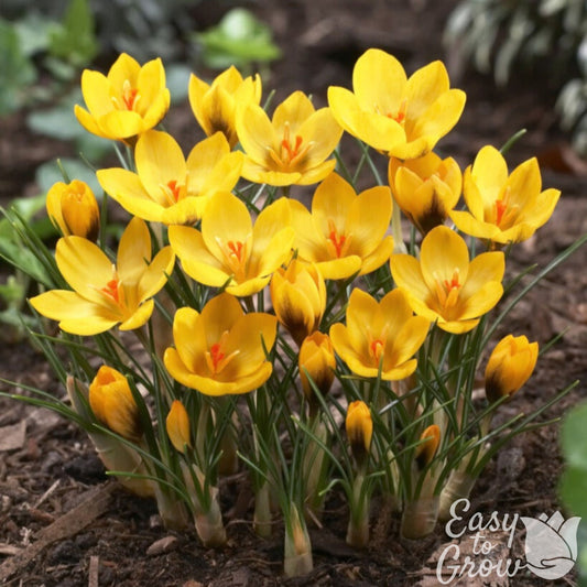 Yellow Crocus Goldilocks Flower Bulbs in bloom