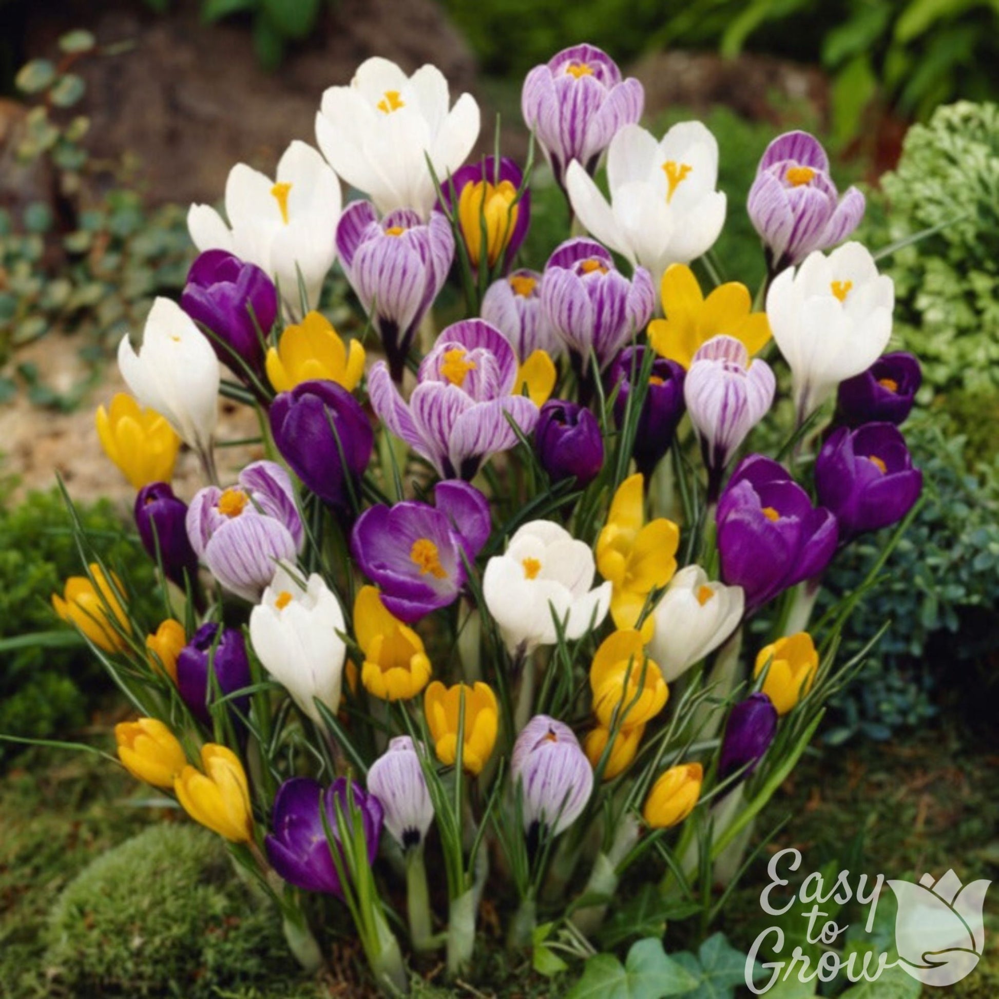 Large Flowering Crocus Vernus Mix Bulbs