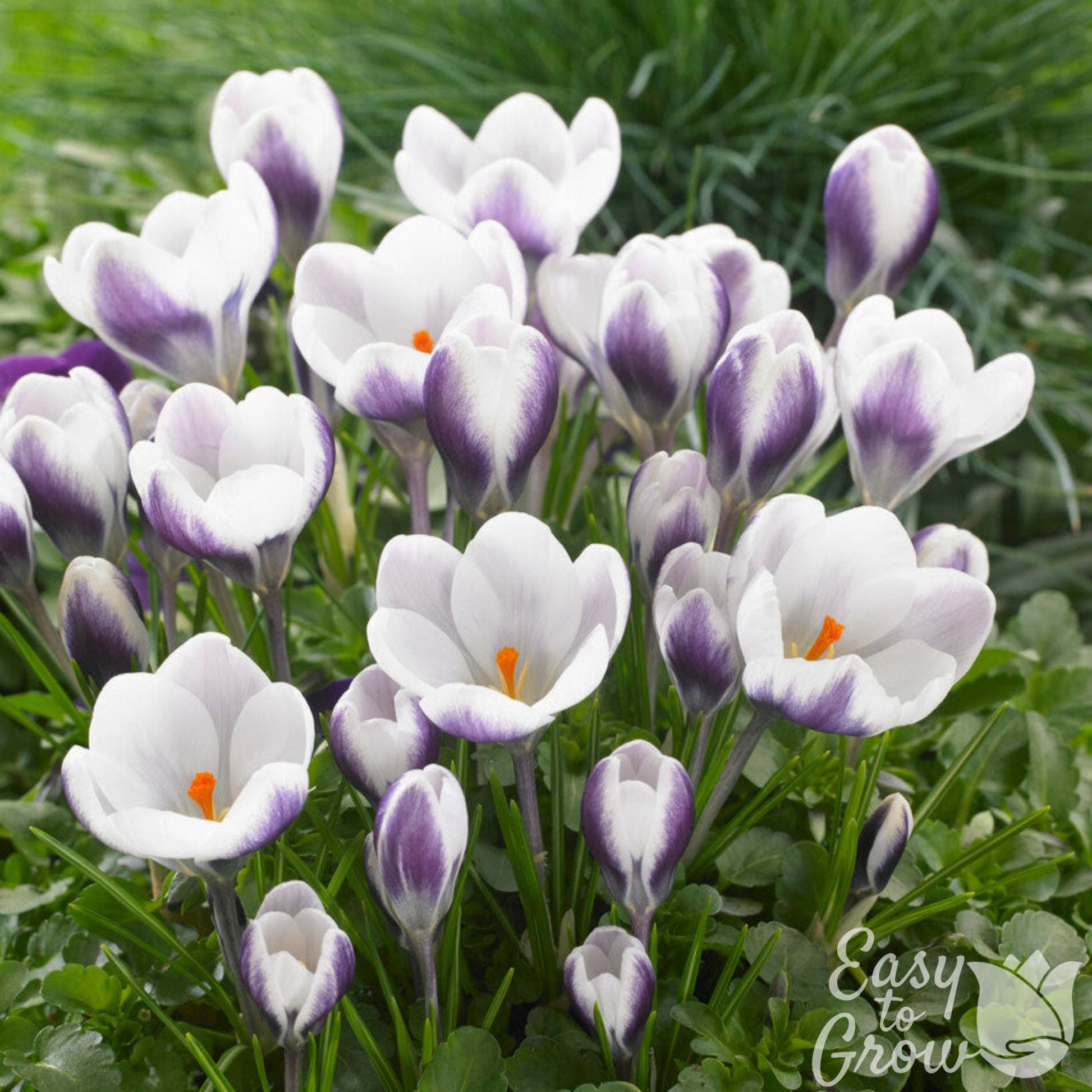 Crocus Prins Claus white and purple flowers with orange stamens