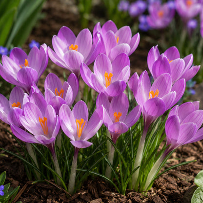 crocus blooming in lavender hues