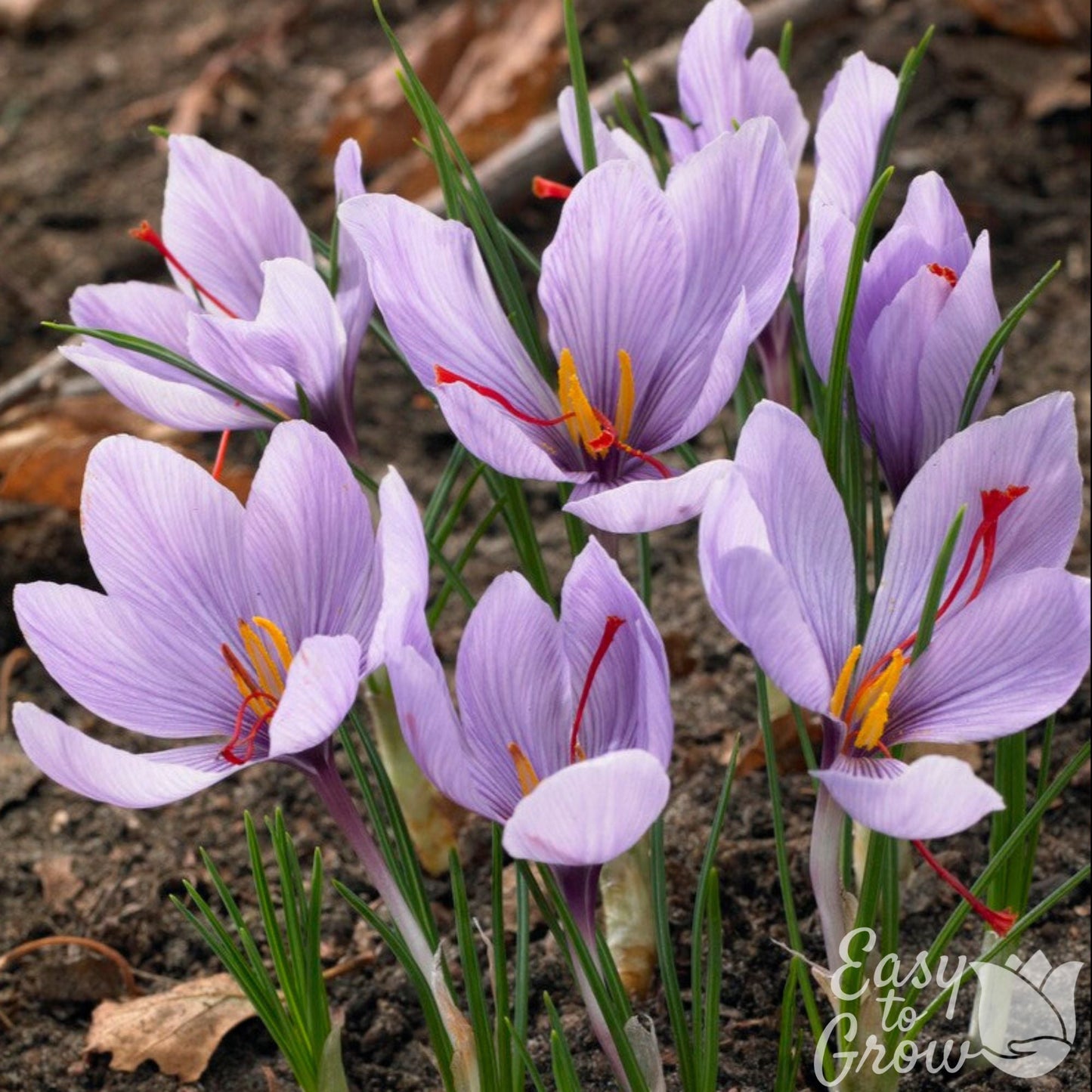 Saffron Crocus Bulbs - Crocus Sativus