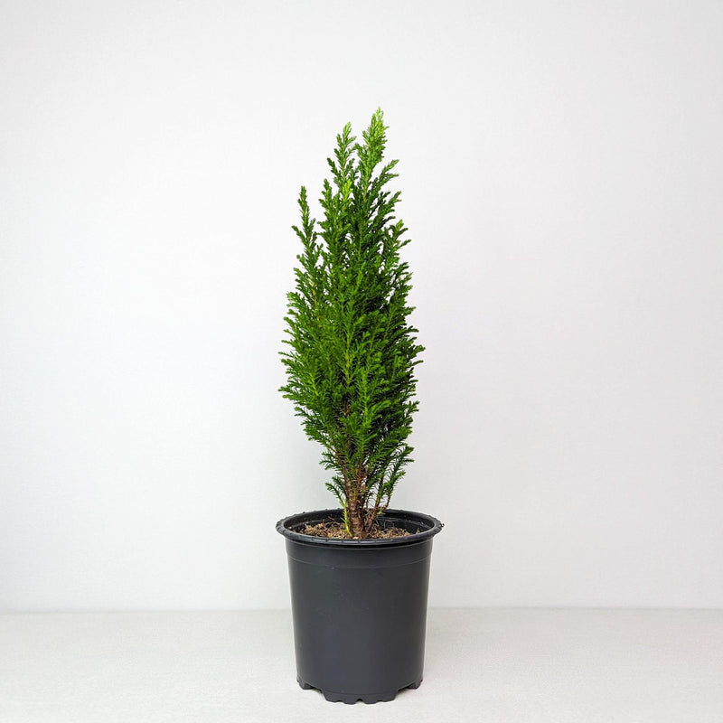 Euro Cypress Lawsoniana in a grower's pot