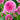 pink dahlia novelty ball shape blooms of stolze von berlin