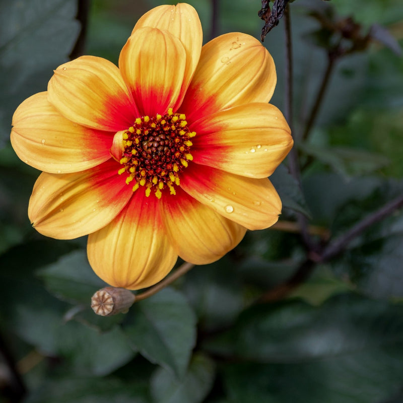 Dahlia Sunshine - light yellow to orange flower with a red eye on dark purple foliage