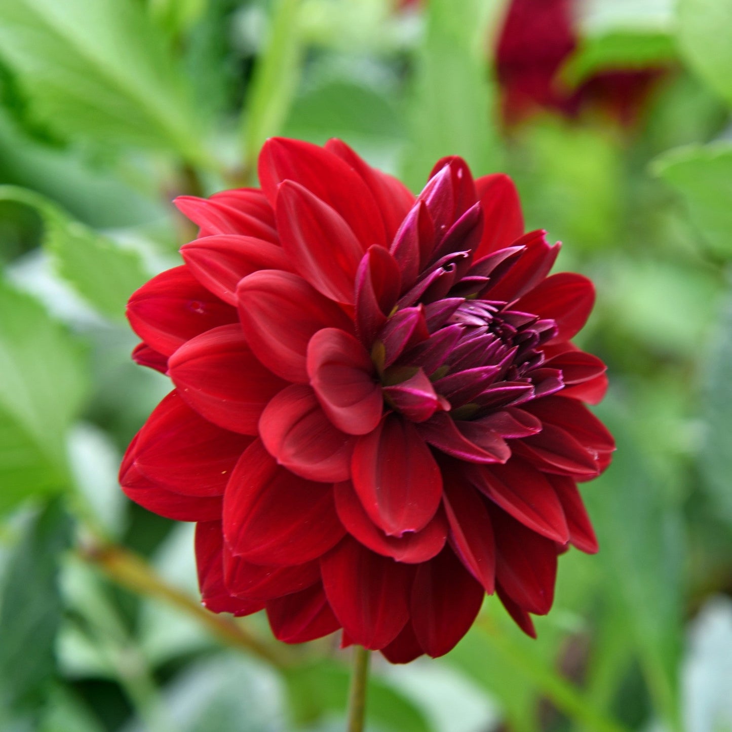 Dahlia Arabian Night flower up close
