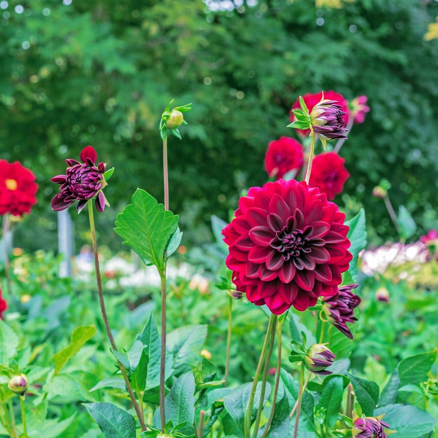 Dahlia Arabian Night maroon red flowers blooming in a field