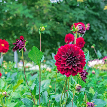 Dahlia Arabian Night maroon red flowers blooming in a field
